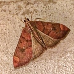 Aponia