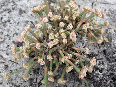 Psammotropha anguina