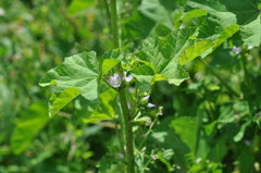 Malva verticillata