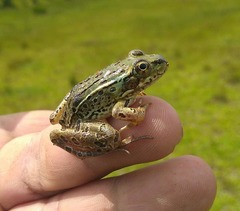 Lithobates spectabilis