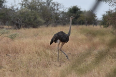 Struthio camelus massaicus