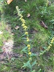 Solidago caesia