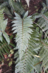 author not stated, no rights reserved Polystichum dracomontanum, photograph author not stated, no rights reserved