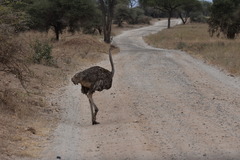 Struthio camelus massaicus