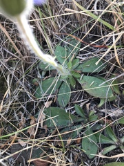 Felicia rosulata