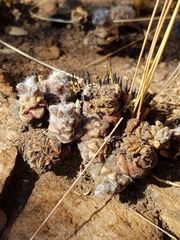 Anacampseros subnuda subnuda