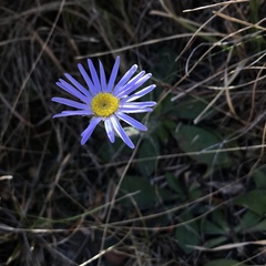 Felicia rosulata