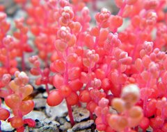 Sedum smallii