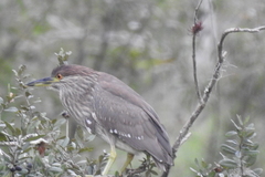 Nycticorax nycticorax image