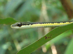 Dendrelaphis calligaster