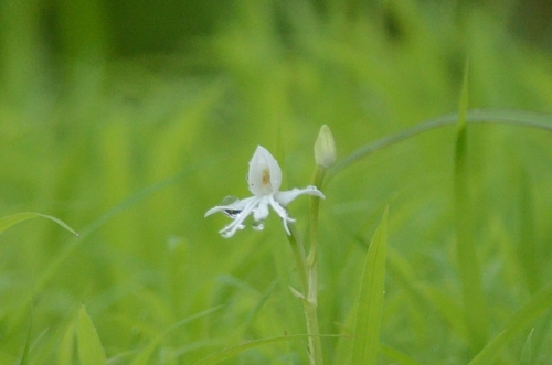 Single Leaved Habenaria (Habenaria grandifloriformis)