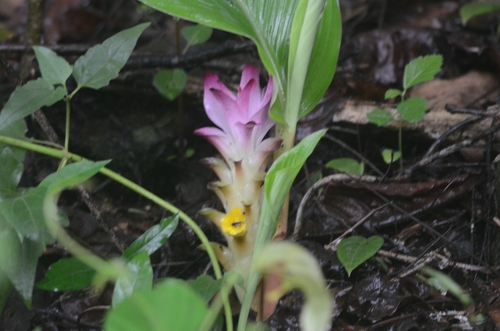 Curcuma longa