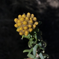 Helichrysum witbergense