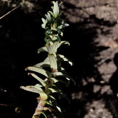 Helichrysum witbergense