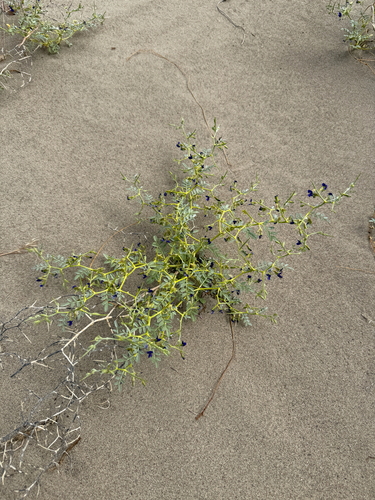Lahontan Indigobush (Psorodendron kingii)