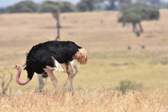 Struthio camelus massaicus