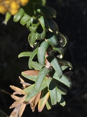 Helichrysum witbergense