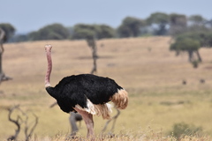 Struthio camelus massaicus