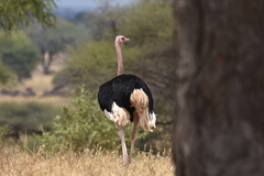 Struthio camelus massaicus