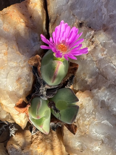 Conophytum regale