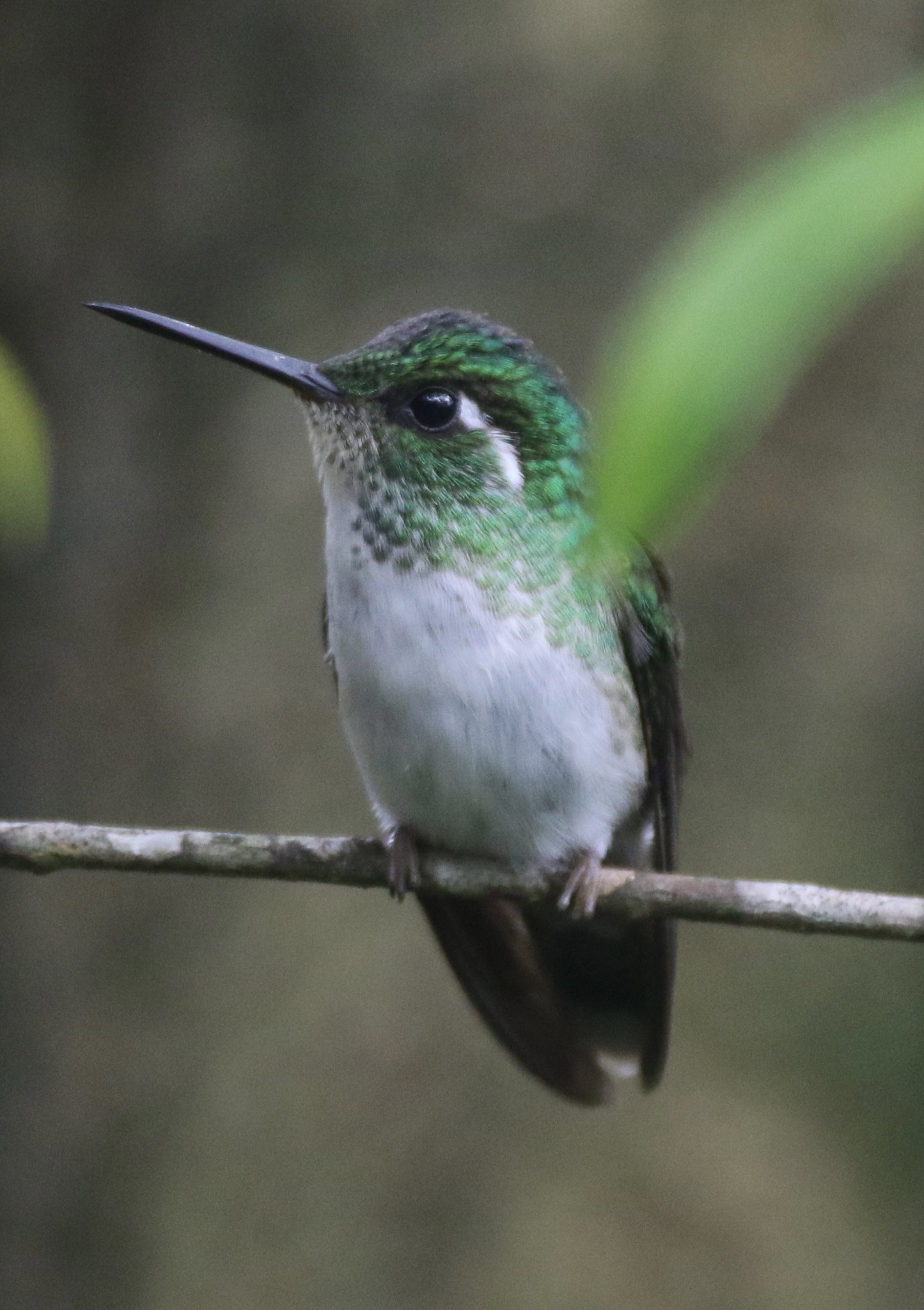 White-bellied Mountaingem (Lampornis hemileucus), photo 1