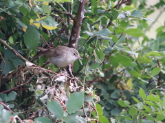 Acrocephalus palustris