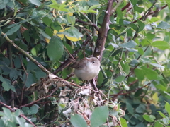 Acrocephalus palustris