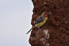 Trachyphonus erythrocephalus