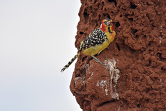 Trachyphonus erythrocephalus