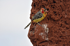 Trachyphonus erythrocephalus