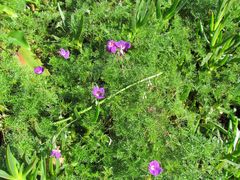 Geranium incanum multifidum