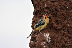 Trachyphonus erythrocephalus