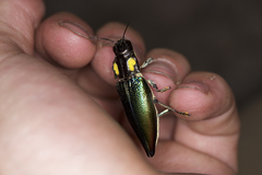 Cyphogastra