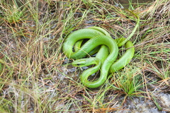 Lichtenstein's Green Racer photo 3