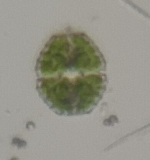 Cosmarium quinarium