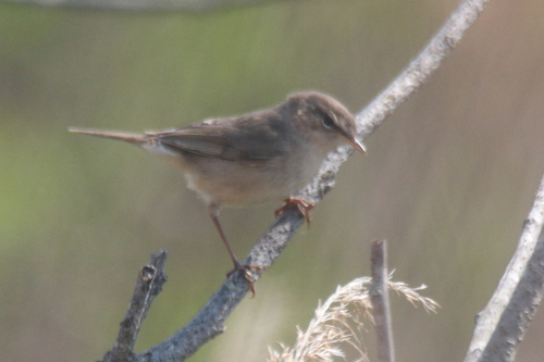Mosquitero sombrío (Phylloscopus fuscatus)