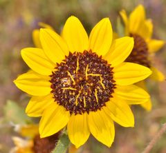 Helianthus bolanderi