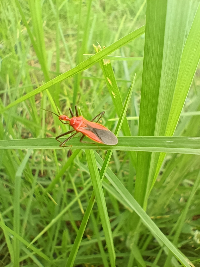 Psophis brunneipes