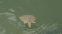 Apalone spinifera guadalupensis