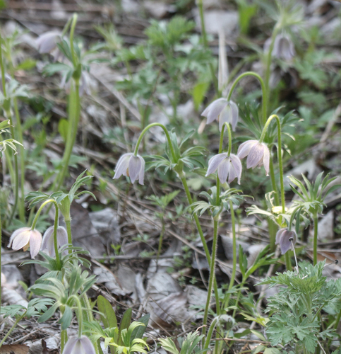 Pulsatilla dahurica, photograph 5