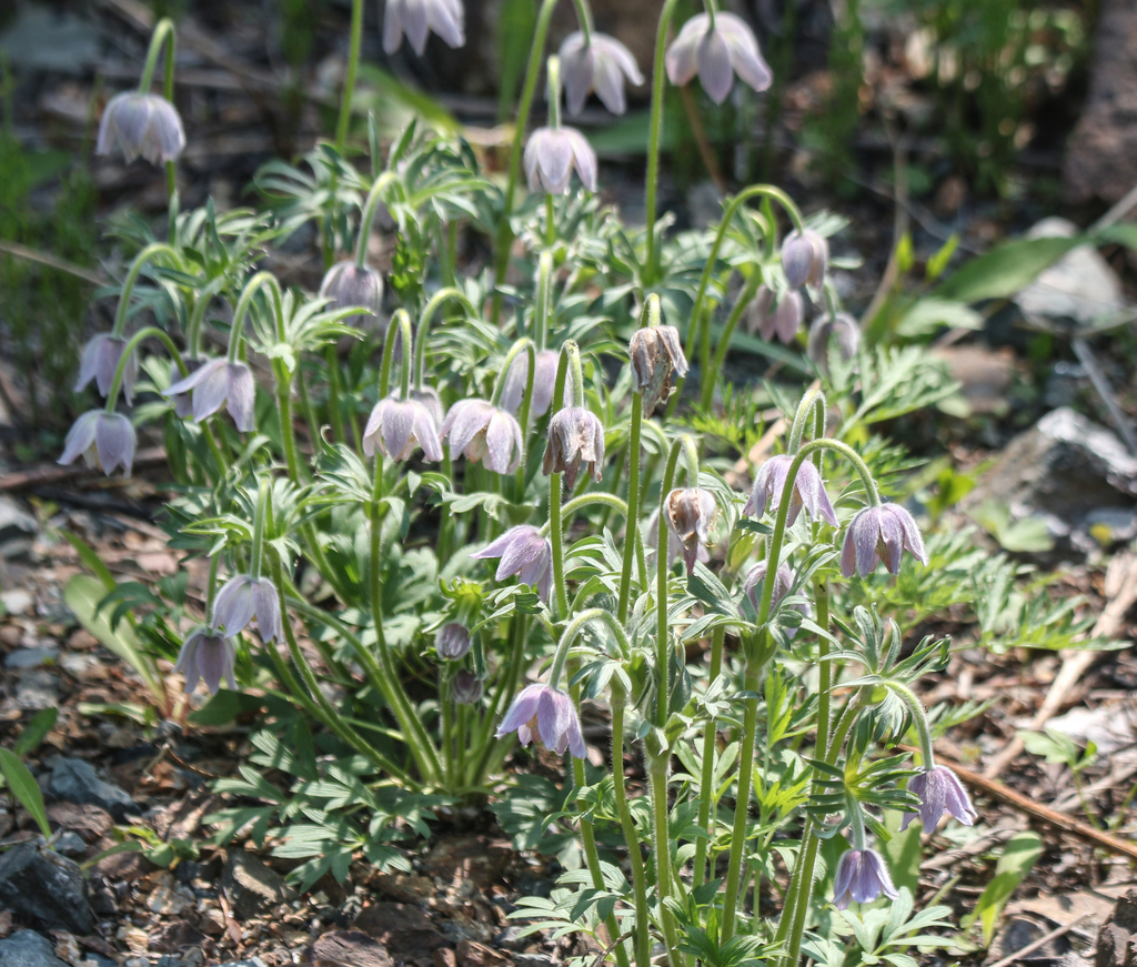 Pulsatilla dahurica; photograph (c) Andrew Bazdyrev, some rights reserved (CC BY)