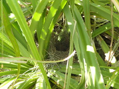 Chlamydera cerviniventris