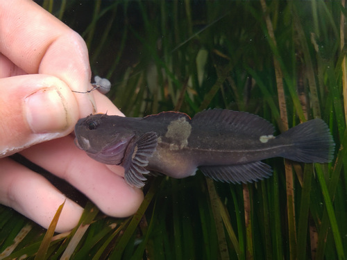 Rosylip sculpin (Ascelichthys rhodorus) — Cottidae