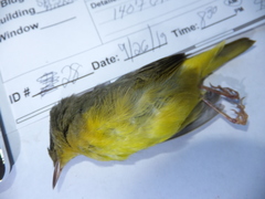 Geothlypis philadelphia