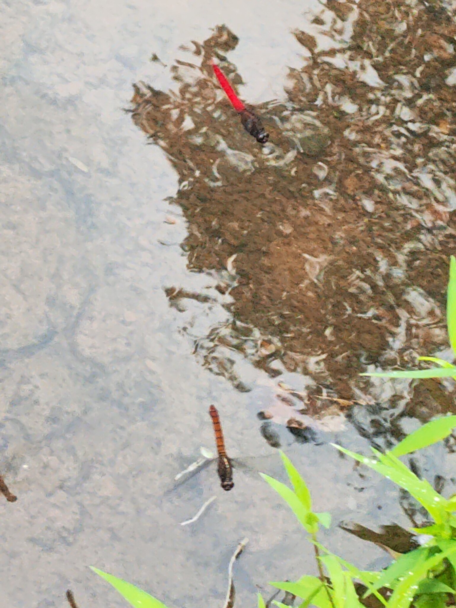 Spine-Tufted Skimmer