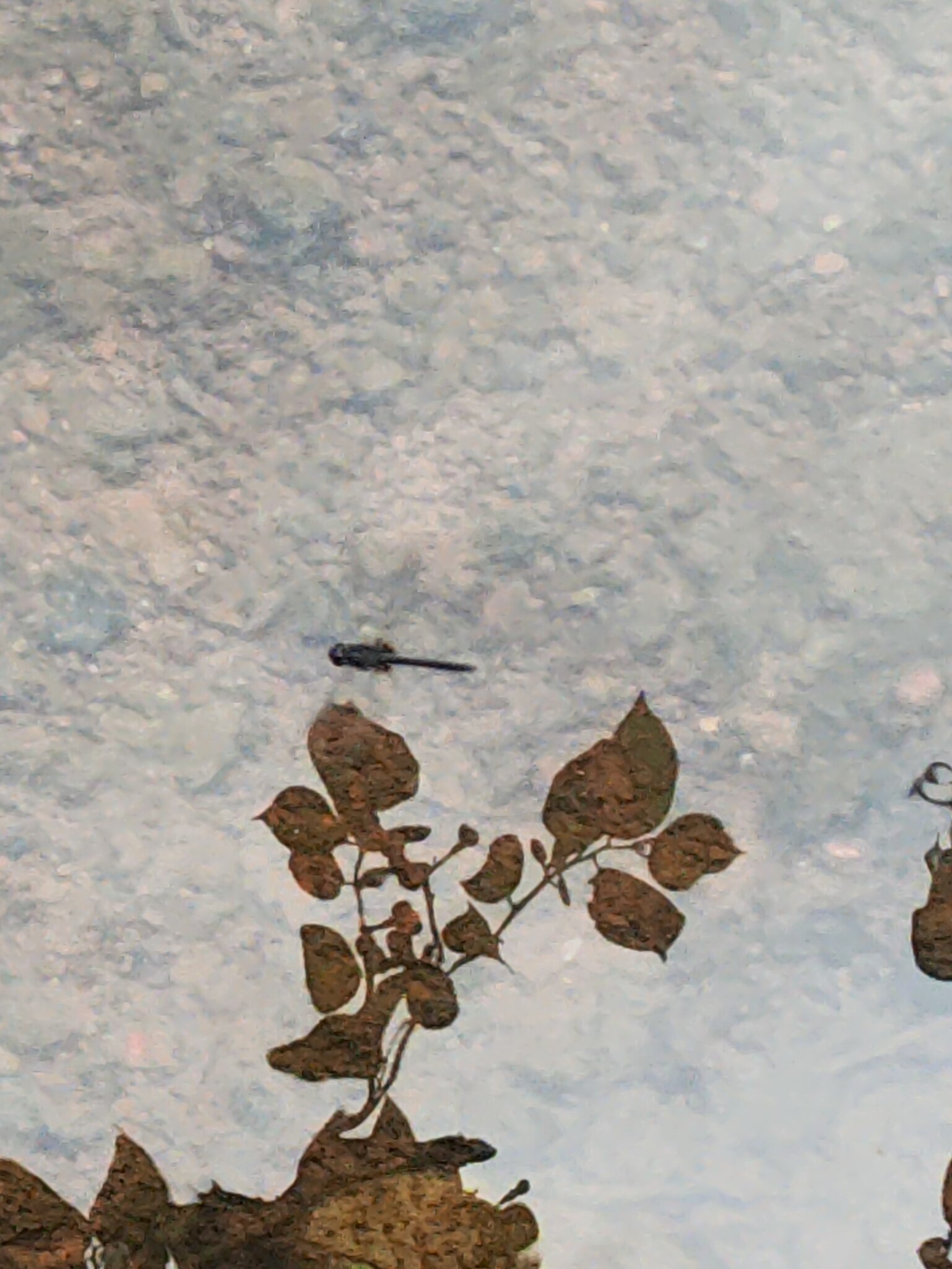Black Stream Glider