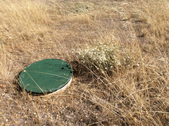 Eriogonum fasciculatum foliolosum
