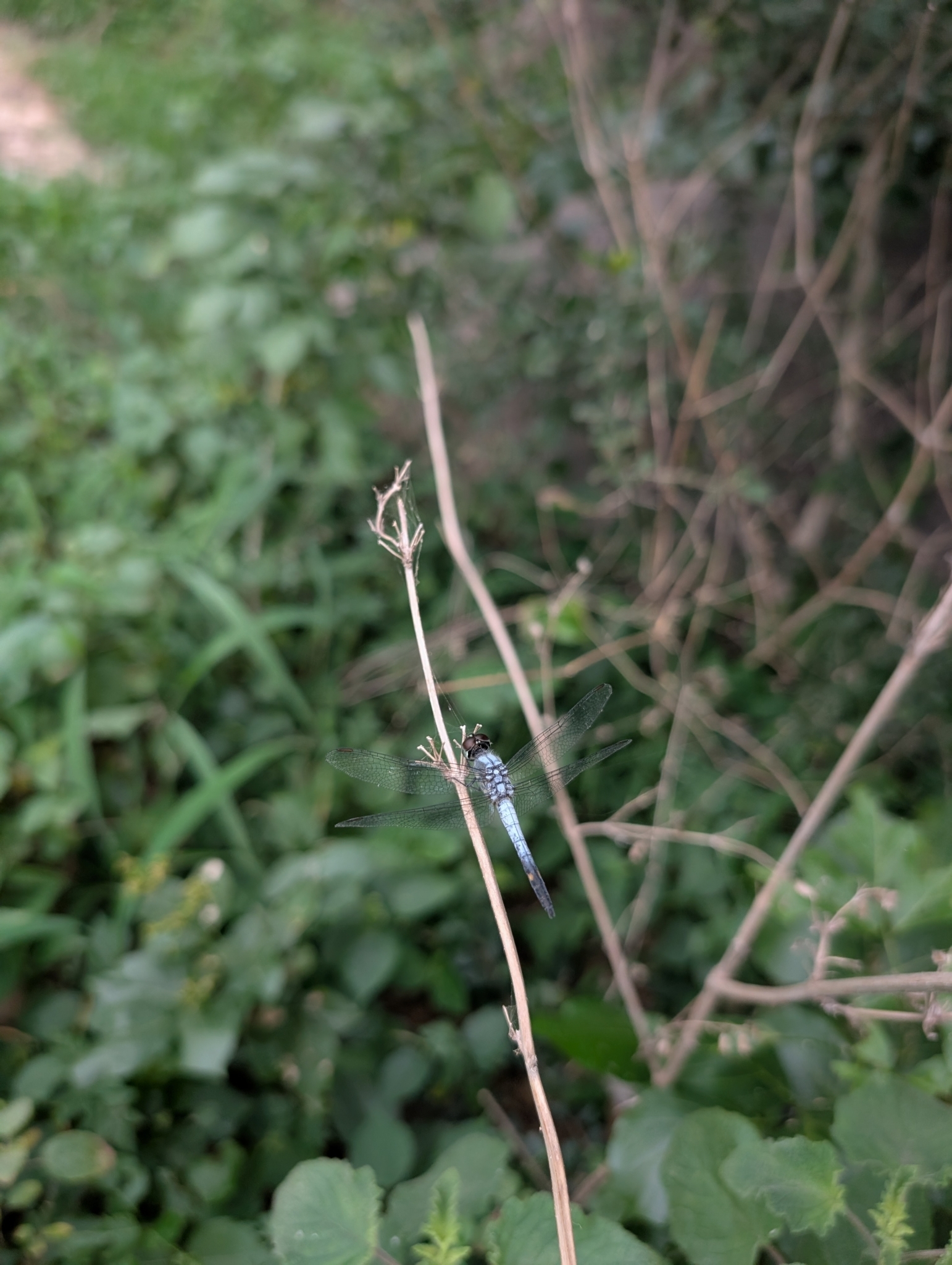 Little Blue Marsh Hawk