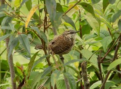 Campylorhynchus jocosus