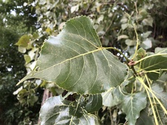 Populus deltoides